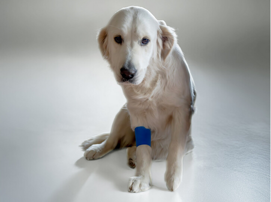 Selbstklebende Bandage Pet Protection
